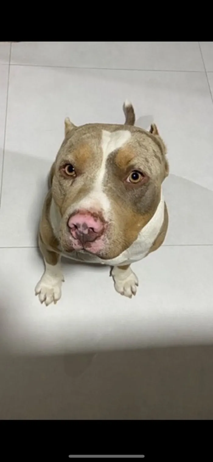 Cachorro raça Pit-Bull idade 2 anos nome Elis 