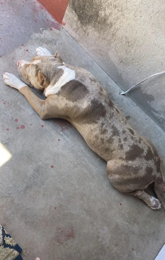 Cachorro raça Pit-Bull idade 2 anos nome Elis 