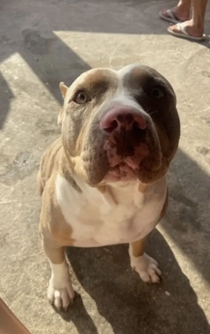 Cachorro raça Pit-Bull idade 2 anos nome Elis 