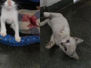 Gato raça SRD-ViraLata idade Abaixo de 2 meses nome 1 e 2