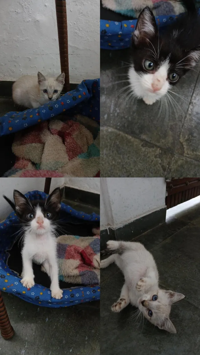 Gato raça SRD-ViraLata idade Abaixo de 2 meses nome 1 e 2