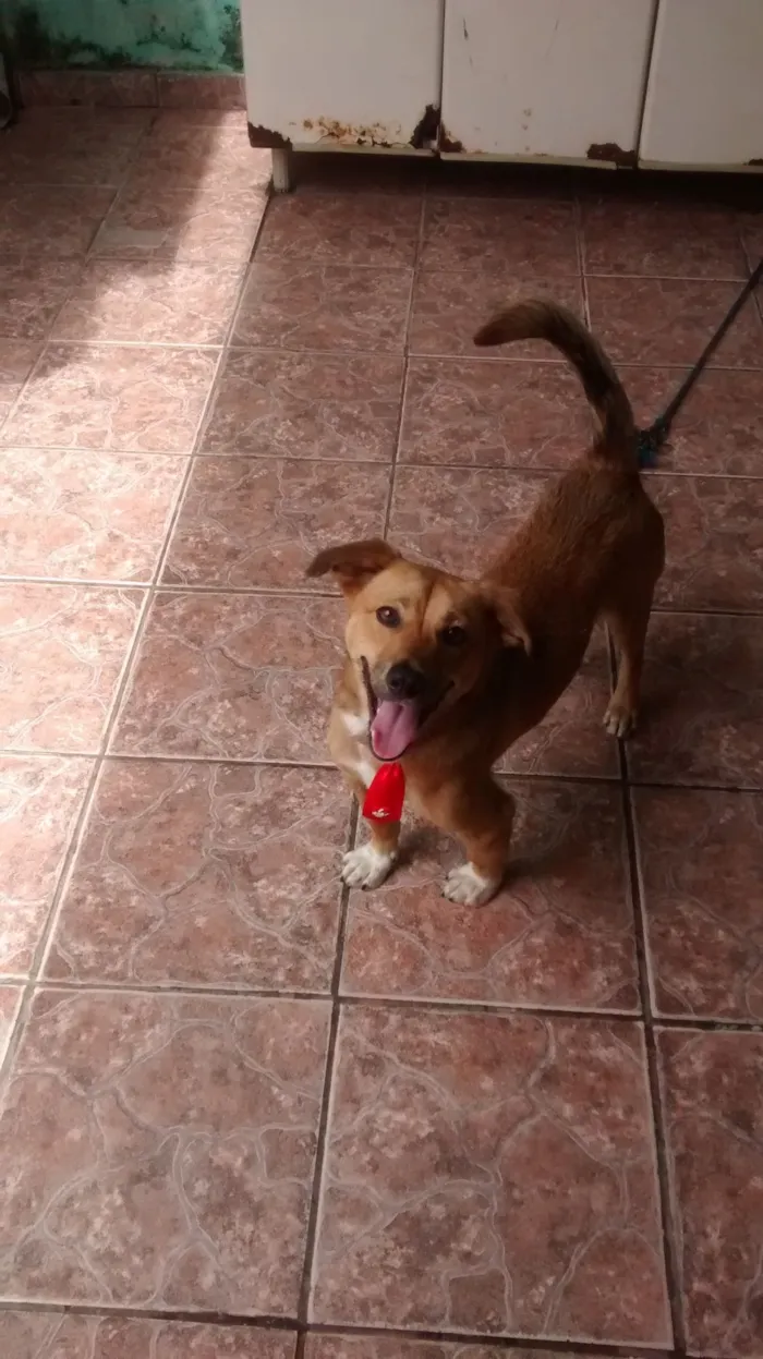 Cachorro raça SRD-ViraLata idade 4 anos nome Maicon Douglas 
