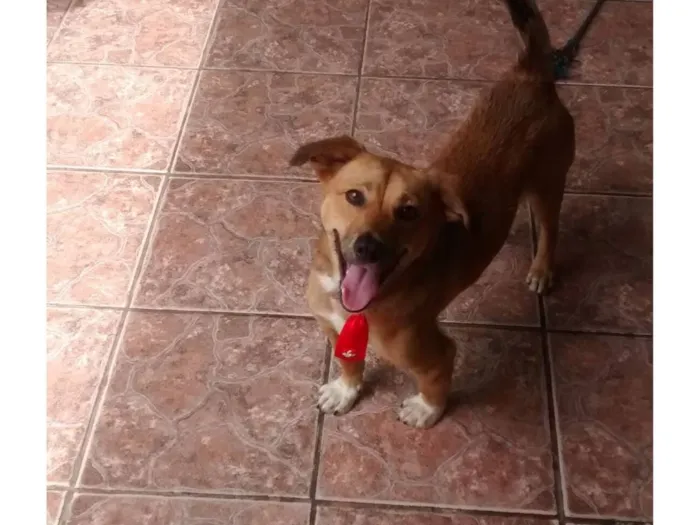 Cachorro raça SRD-ViraLata idade 4 anos nome Maicon Douglas 