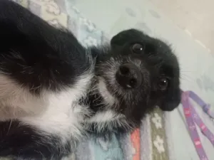 Cachorro raça SRD-ViraLata idade 7 a 11 meses nome Sem nome