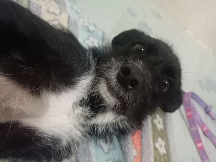 Cachorro raça SRD-ViraLata idade 7 a 11 meses nome Sem nome