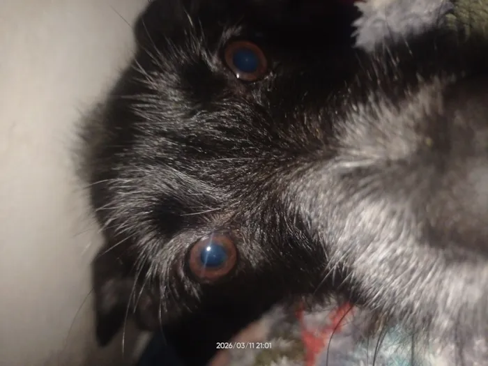 Cachorro raça SRD-ViraLata idade 7 a 11 meses nome Sem nome