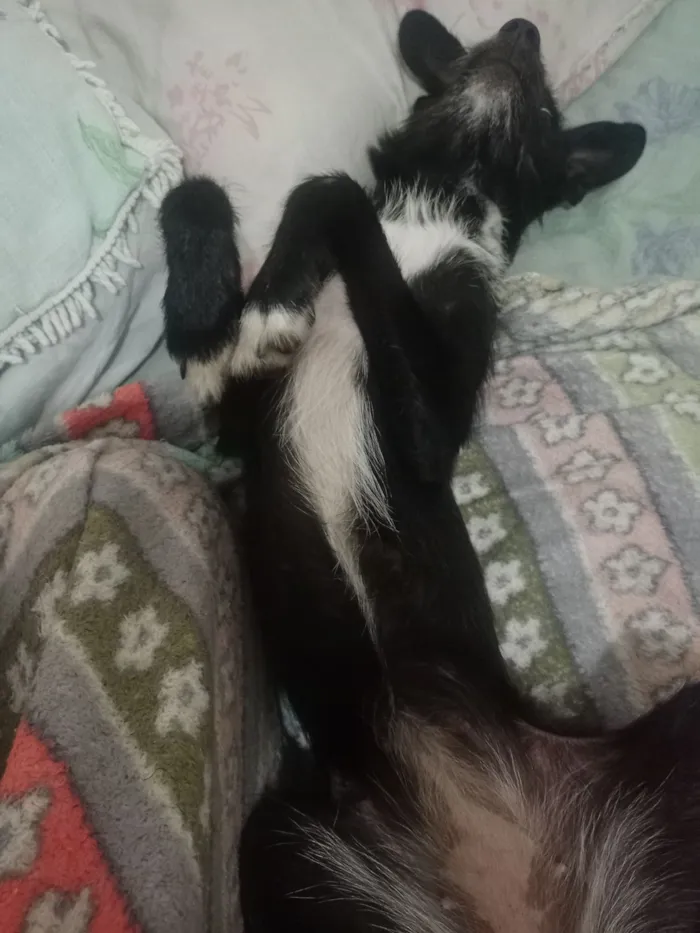 Cachorro raça SRD-ViraLata idade 7 a 11 meses nome Sem nome