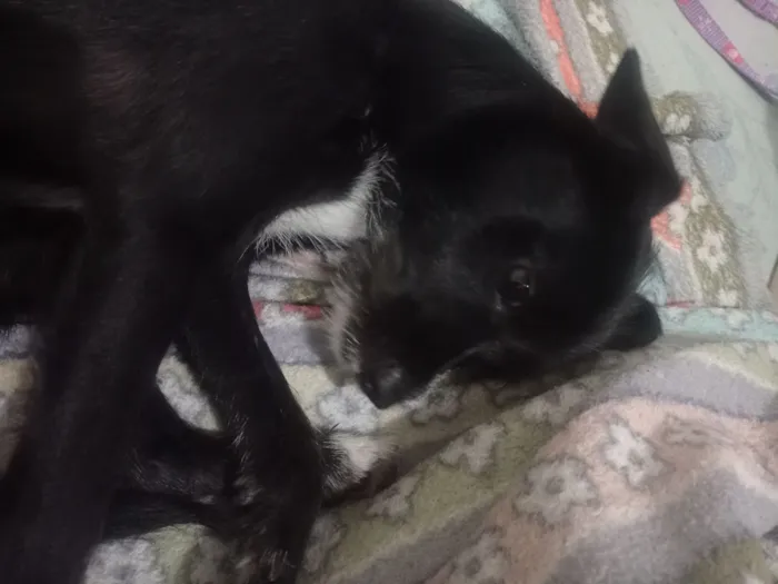 Cachorro raça SRD-ViraLata idade 7 a 11 meses nome Sem nome