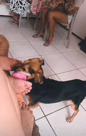 Cachorro raça SRD-ViraLata idade 1 ano nome Amora
