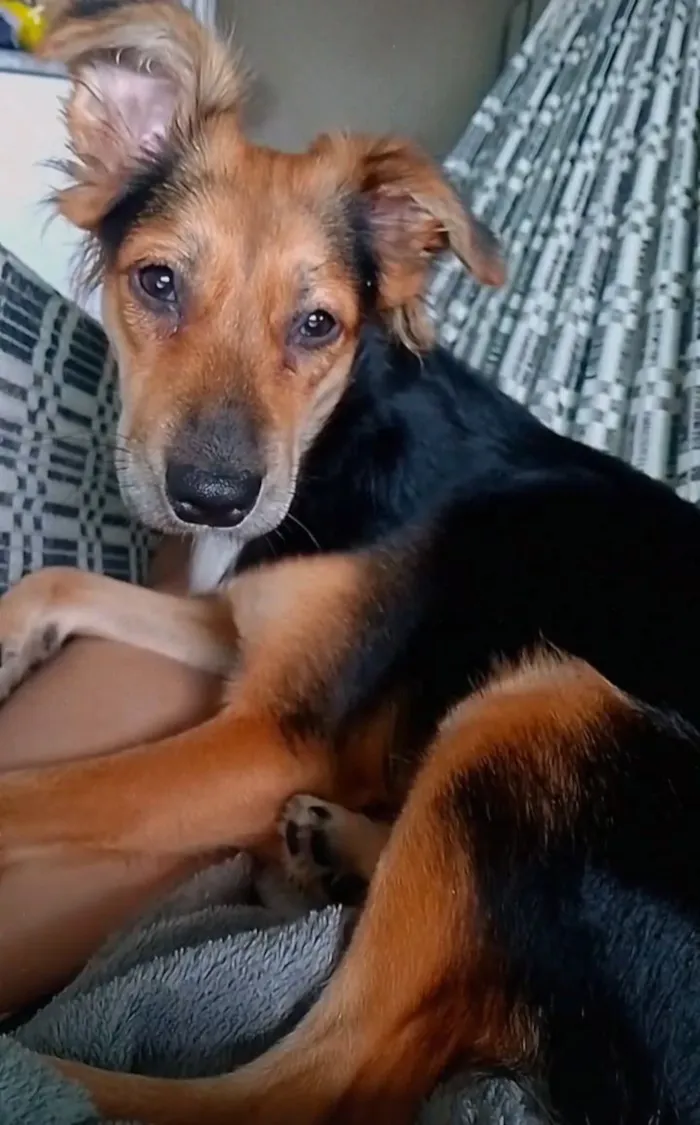 Cachorro raça SRD-ViraLata idade 1 ano nome Amora