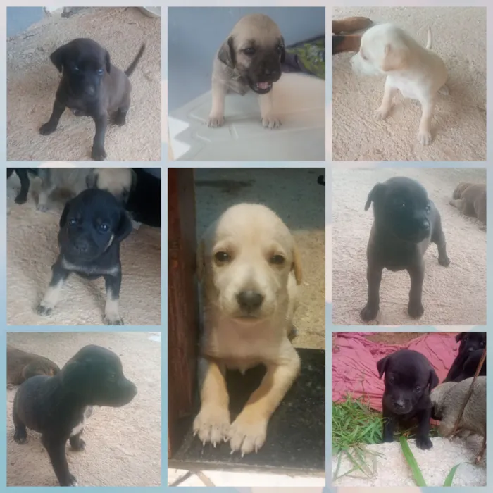 Cachorro raça SRD-ViraLata idade 2 a 6 meses nome pretinha