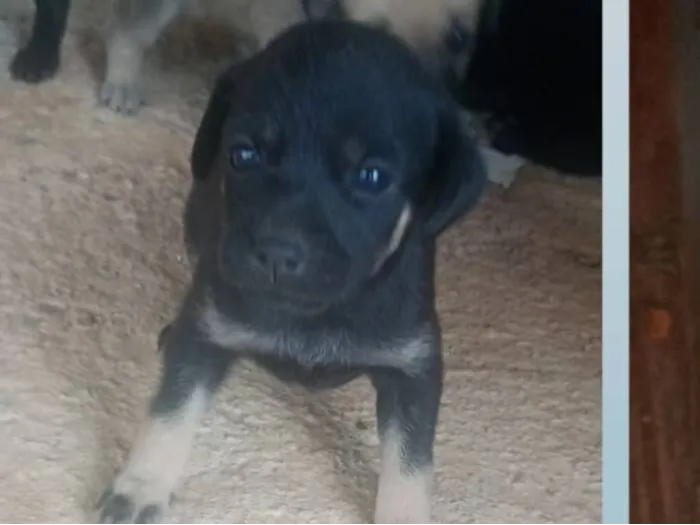 Cachorro raça SRD-ViraLata idade 2 a 6 meses nome pretinha