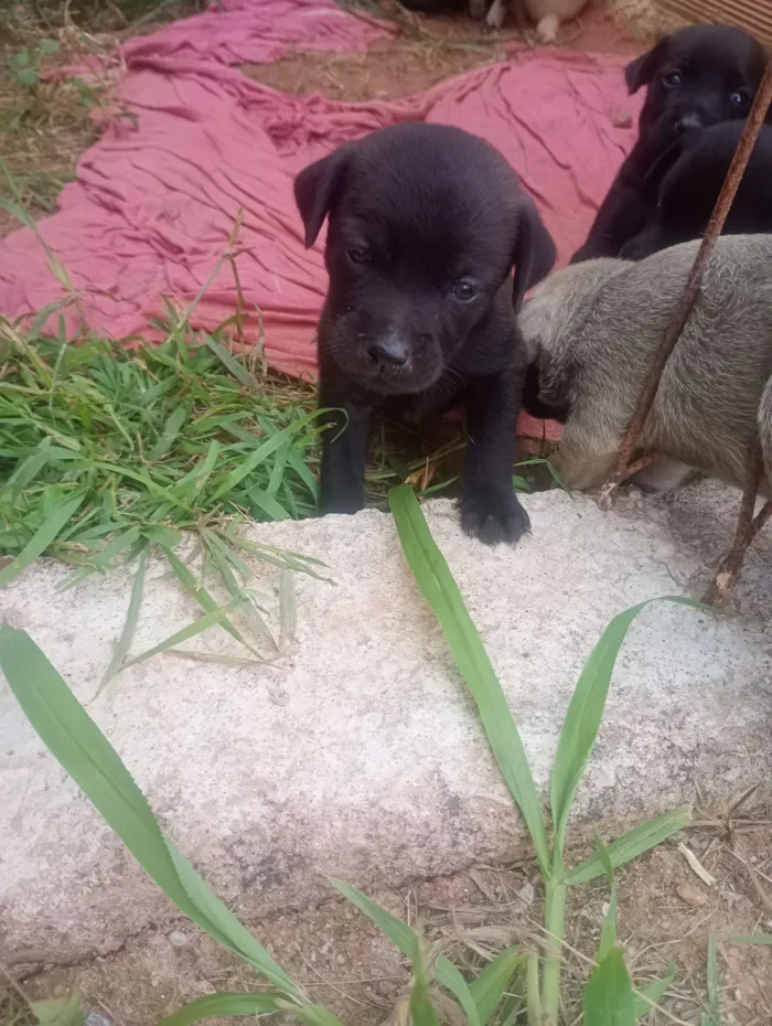 Cachorro raça SRD-ViraLata idade 2 a 6 meses nome lindinha