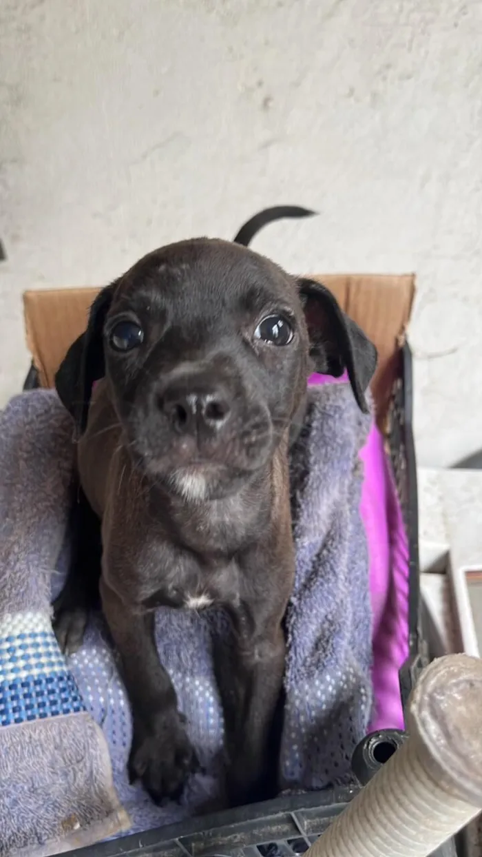 Cachorro raça SRD-ViraLata idade 2 a 6 meses nome Ana Beatriz Sena