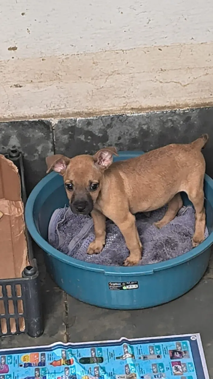 Cachorro raça SRD-ViraLata idade 2 a 6 meses nome Ana Beatriz Sena