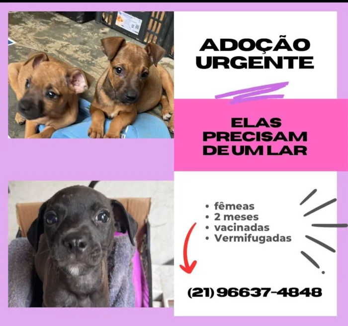 Cachorro raça SRD-ViraLata idade 2 a 6 meses nome Ana Beatriz Sena