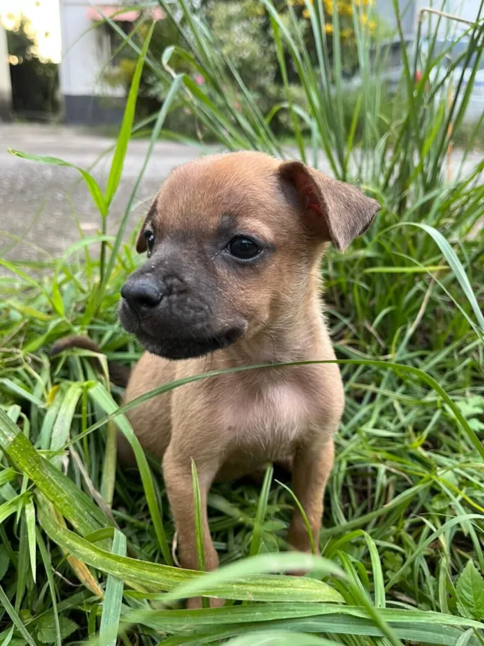 Cachorro raça SRD-ViraLata idade 2 a 6 meses nome Ana Beatriz Sena