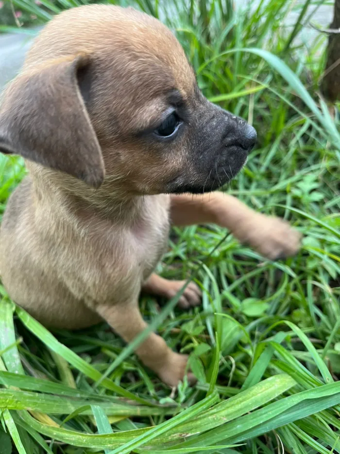 Cachorro raça SRD-ViraLata idade 2 a 6 meses nome Ana Beatriz Sena