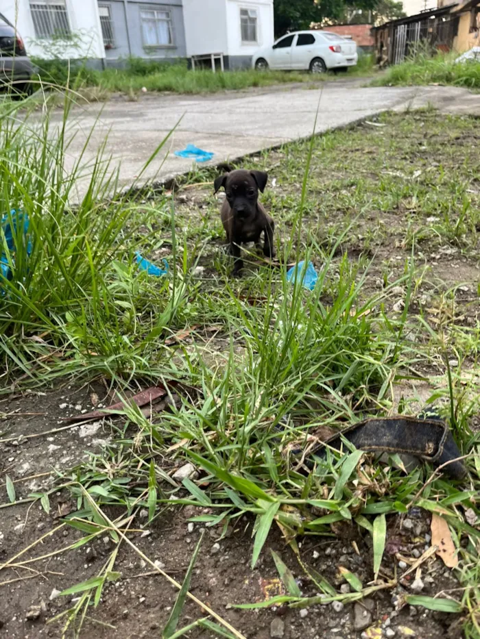 Cachorro raça SRD-ViraLata idade 2 a 6 meses nome Ana Beatriz Sena