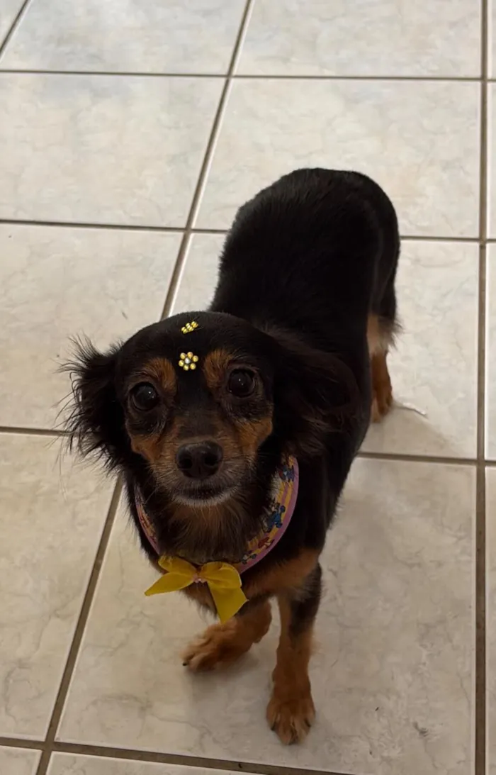 Cachorro raça SRD-ViraLata idade 3 anos nome Monalisa 