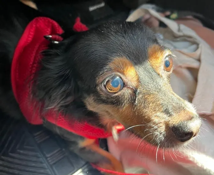 Cachorro raça SRD-ViraLata idade 3 anos nome Monalisa 