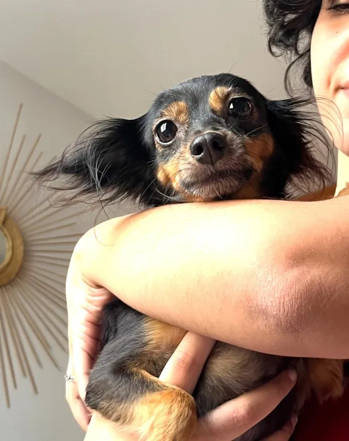 Cachorro raça SRD-ViraLata idade 3 anos nome Monalisa 