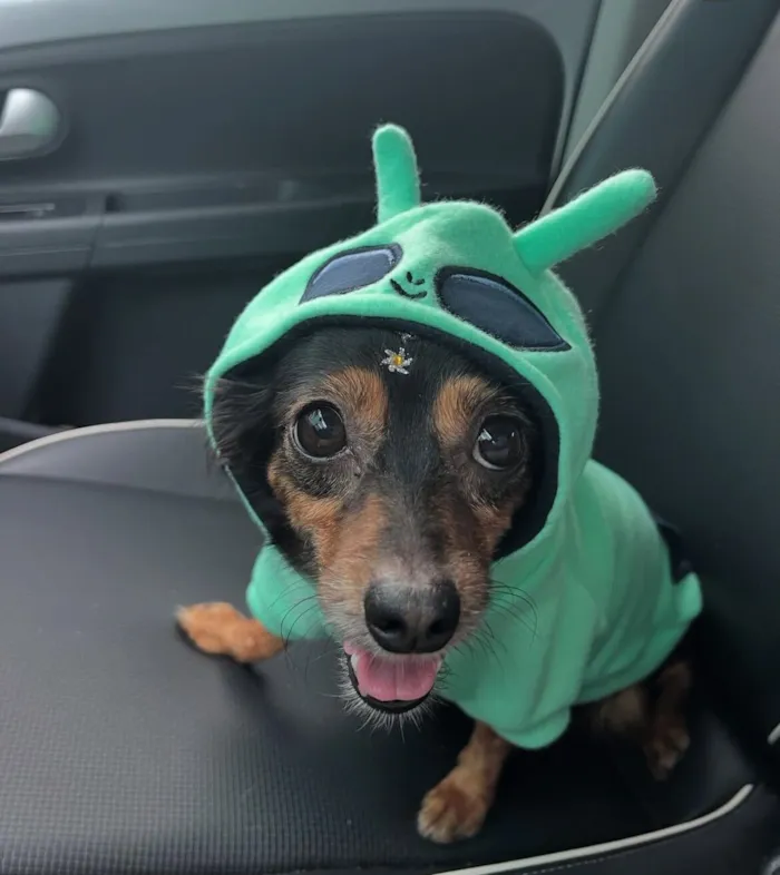 Cachorro raça SRD-ViraLata idade 3 anos nome Monalisa 