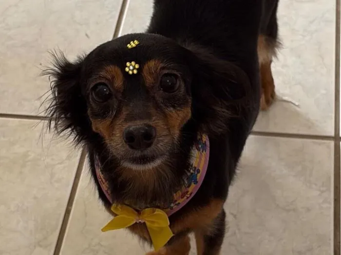 Cachorro raça SRD-ViraLata idade 3 anos nome Monalisa 