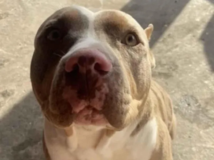 Cachorro raça Pit-Bull idade 2 anos nome Elis 