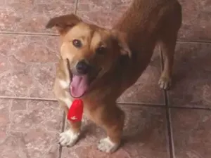 Cachorro raça SRD-ViraLata idade 4 anos nome Maicon Douglas 
