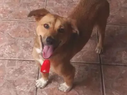Cachorro raça SRD-ViraLata idade 4 anos nome Maicon Douglas 