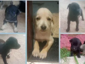 Cachorro raça SRD-ViraLata idade 2 a 6 meses nome pretinha