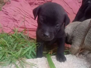 Cachorro raça SRD-ViraLata idade 2 a 6 meses nome lindinha