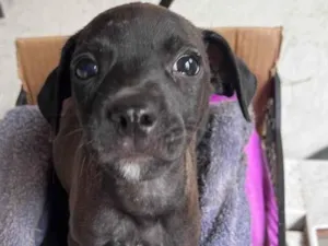 Cachorro raça SRD-ViraLata idade 2 a 6 meses nome Ana Beatriz Sena