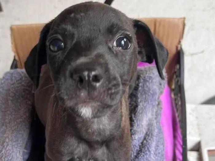 Cachorro raça SRD-ViraLata idade 2 a 6 meses nome Ana Beatriz Sena