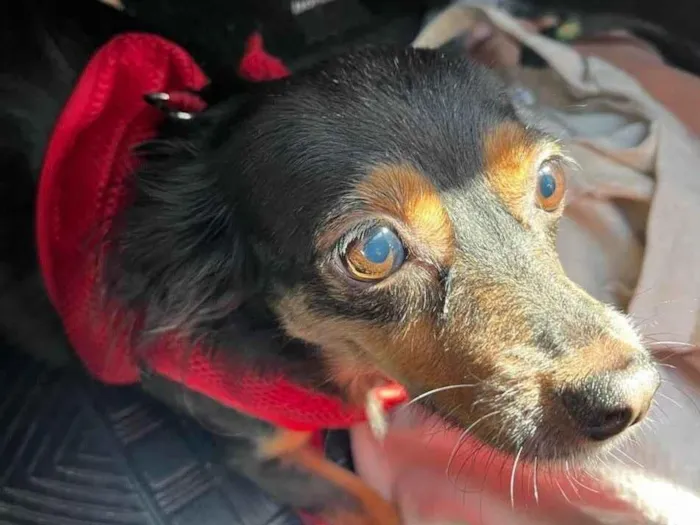 Cachorro raça SRD-ViraLata idade 3 anos nome Monalisa 