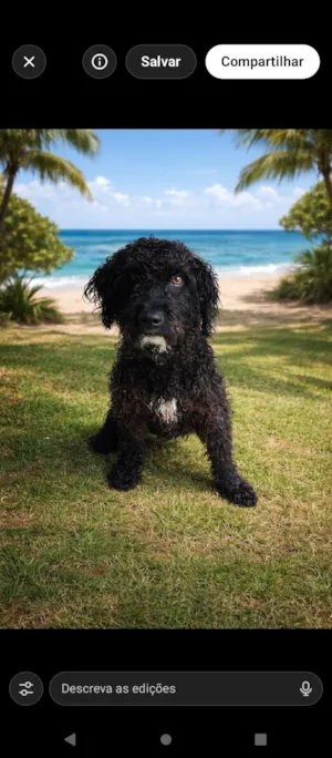 Cachorro raça SRD-ViraLata idade 3 anos nome Pretinho