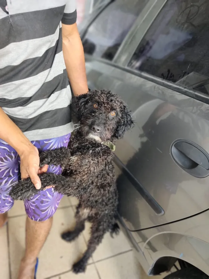 Cachorro raça SRD-ViraLata idade 3 anos nome Pretinho