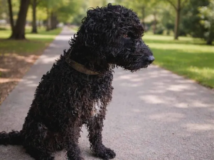 Cachorro raça SRD-ViraLata idade 3 anos nome Pretinho