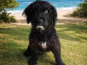 Cachorro raça SRD-ViraLata idade 3 anos nome Pretinho