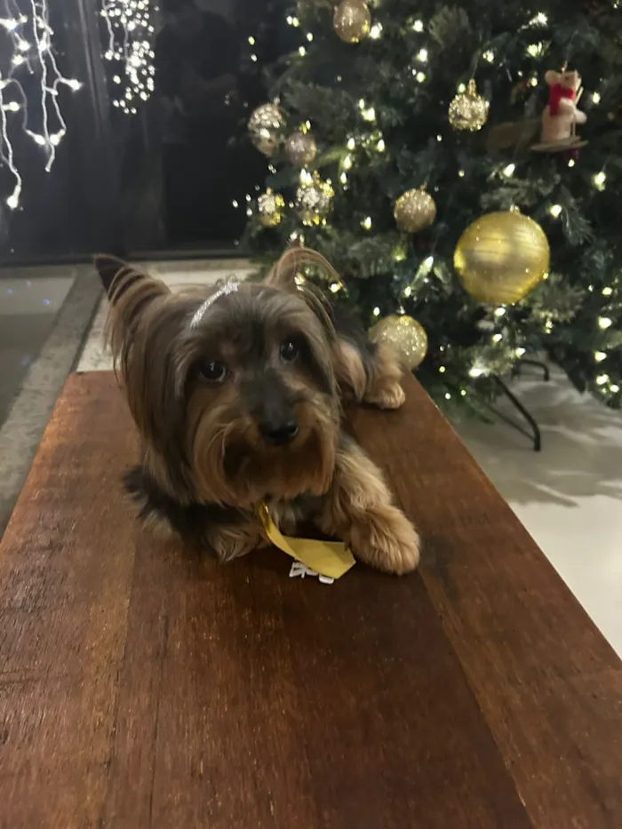 Cachorro raça Yorkshire idade 6 ou mais anos nome Thor