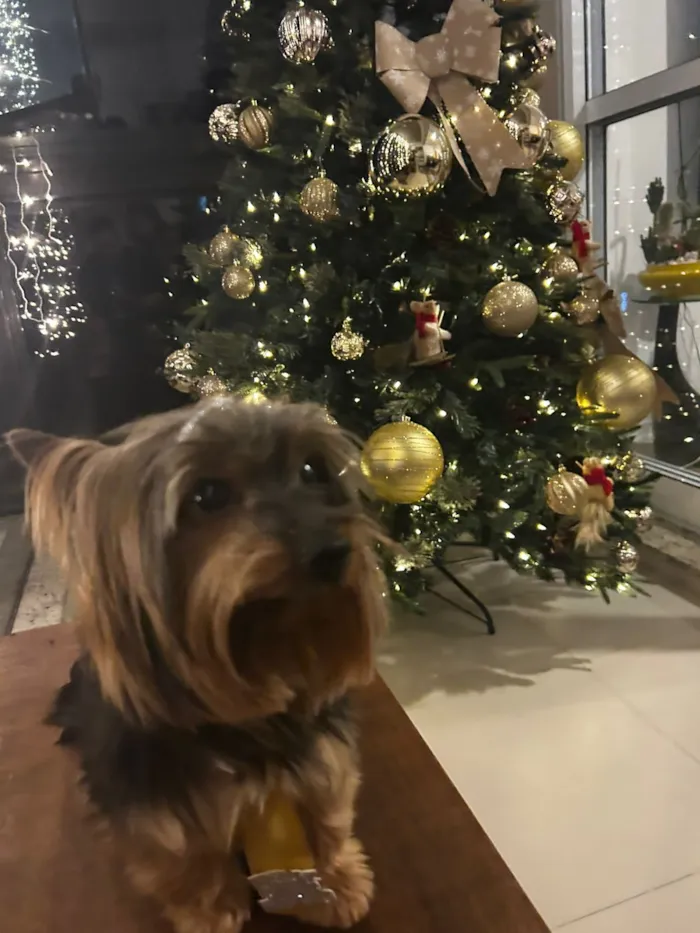 Cachorro raça Yorkshire idade 6 ou mais anos nome Thor