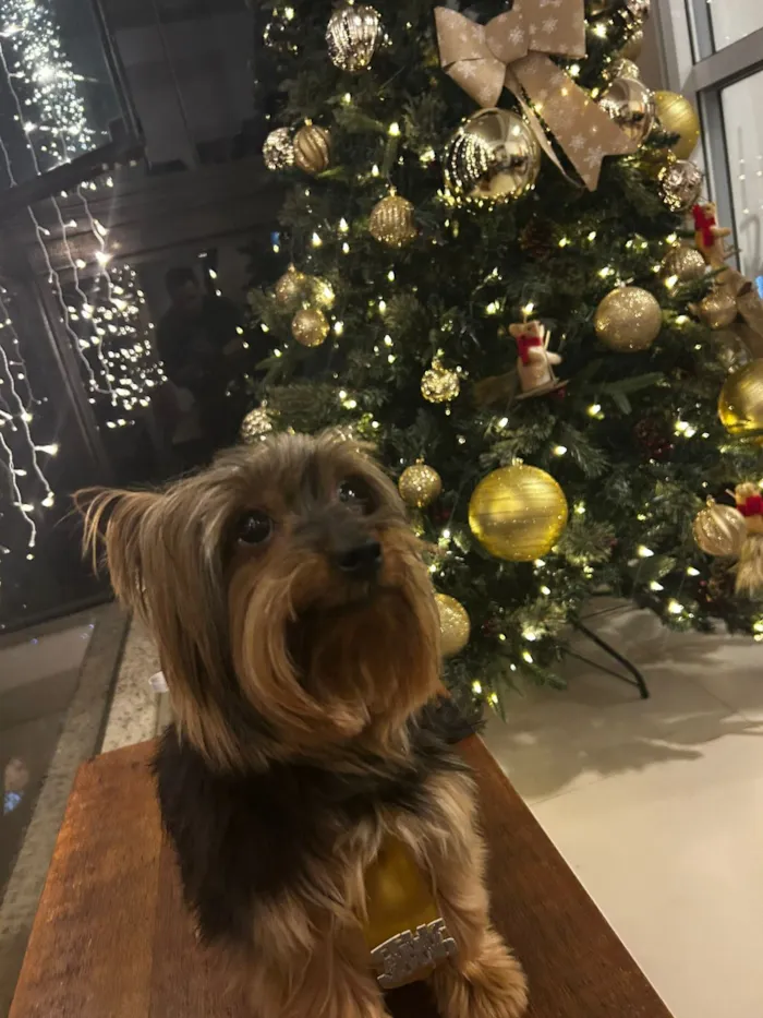 Cachorro raça Yorkshire idade 6 ou mais anos nome Thor