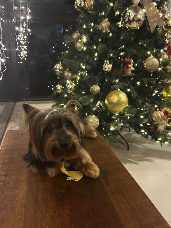 Cachorro raça Yorkshire idade 6 ou mais anos nome Thor