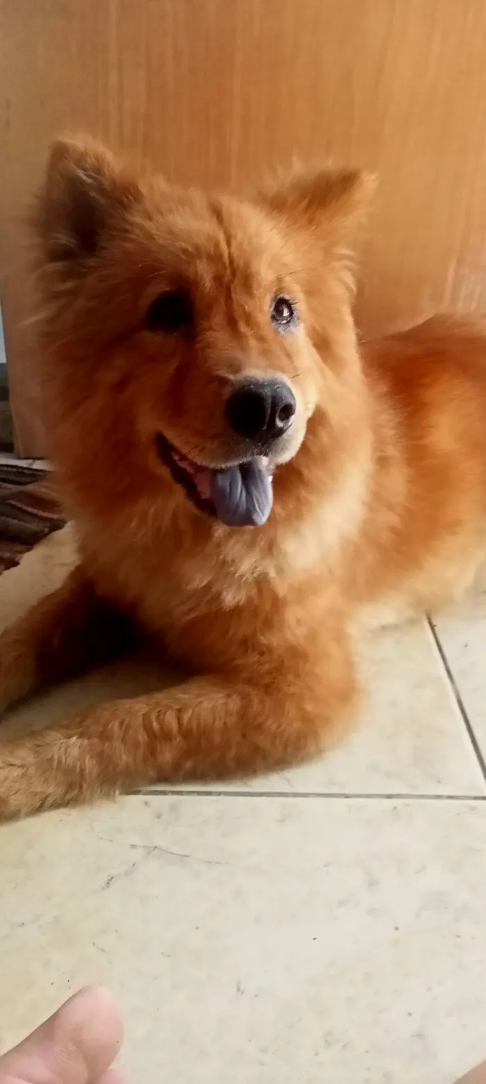 Cachorro raça Chow Chow idade 2 a 6 meses nome Penélope 