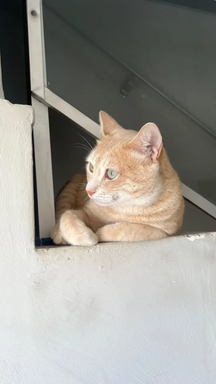 Gato raça SRD-ViraLata idade 2 anos nome Leão