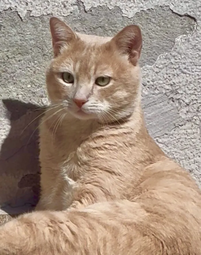 Gato raça SRD-ViraLata idade 2 anos nome Leão