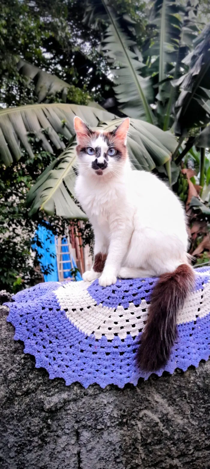 Gato raça SRD-ViraLata idade 2 anos nome Pippa