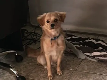 Cachorro raça SRD-ViraLata idade 7 a 11 meses nome Léo 