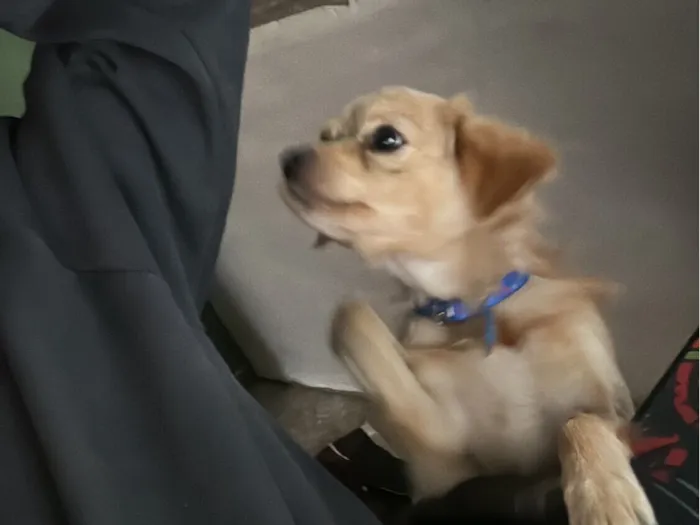 Cachorro raça SRD-ViraLata idade 7 a 11 meses nome Léo 